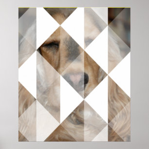 Cocker Spaniel Poster