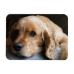 Cocker Spaniel Premium Magnet