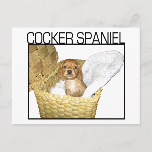 Cocker Spaniel Puppy! Postcard (Front)