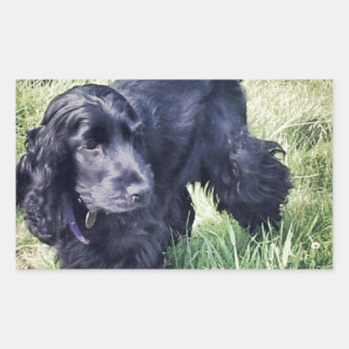 Cocker Spaniel Puppy Rectangular Sticker