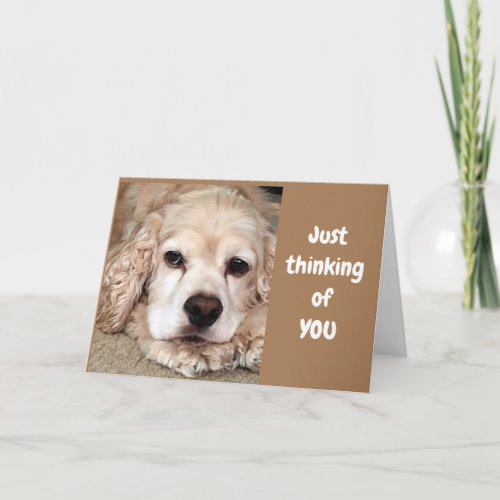 COCKER SPANIEL SAYS HAVE BEST BIRTHDAY EVER CARD