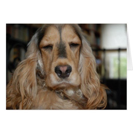 Cocker Spaniel Sushi Cards (Front Horizontal)