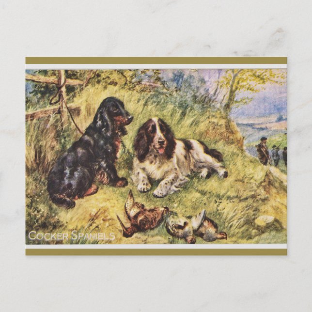 Cocker Spaniels Postcard (Front)