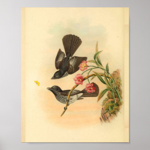 Cockerells Fantail Flycatcher Bird Vintage Print