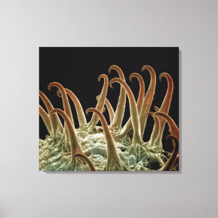 Cocklebur (Xanthium) seeds use hooks to latch onto Canvas Print