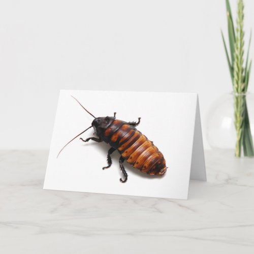 Cockroach Card