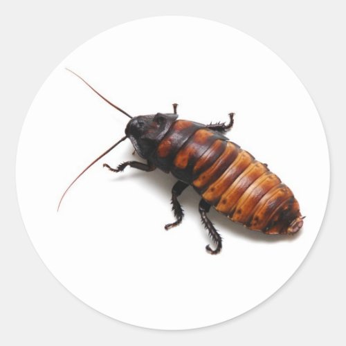 Cockroach Classic Round Sticker