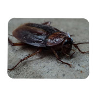 Cockroach