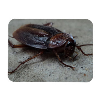 Cockroach Magnet