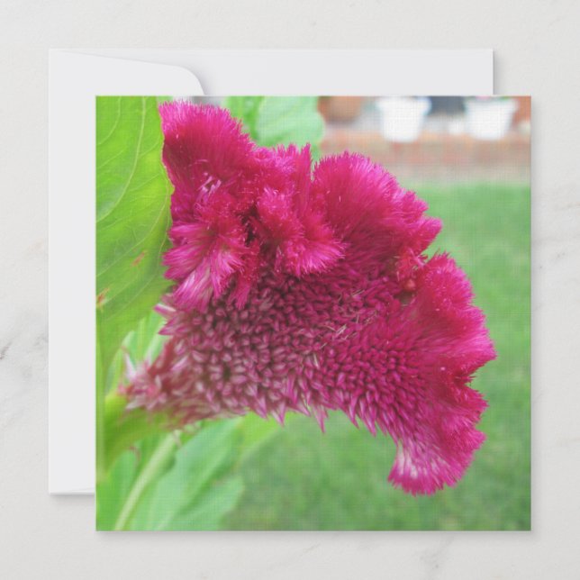 Cockscomb Celosia Red Flower Invitation (Front)