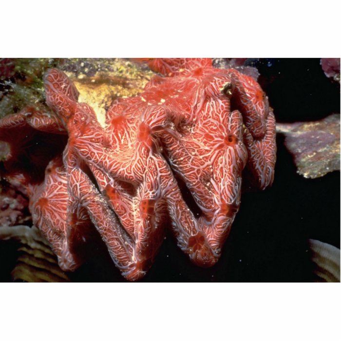 Cockscomb oyster (Lopha cristagalli) Shell Cut Out