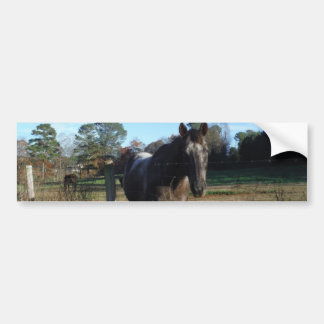 Coco and Cream brown horse Bumper Sticker