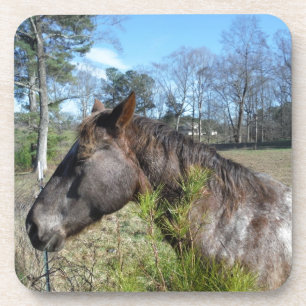 Coco and Cream Colored Horse Coaster