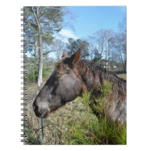 Coco and Cream Colored Horse Notebook
