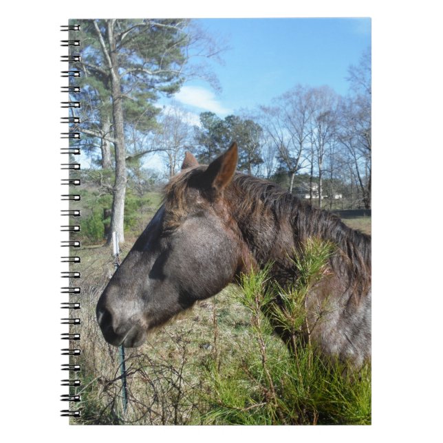 Coco and Cream Colored Horse Notebook (Front)