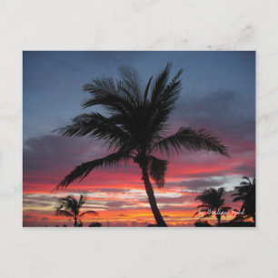 Coco, by Guilian Buhl Postcard