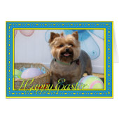 Coco Chanel - Yorkie -4 (Front Horizontal)