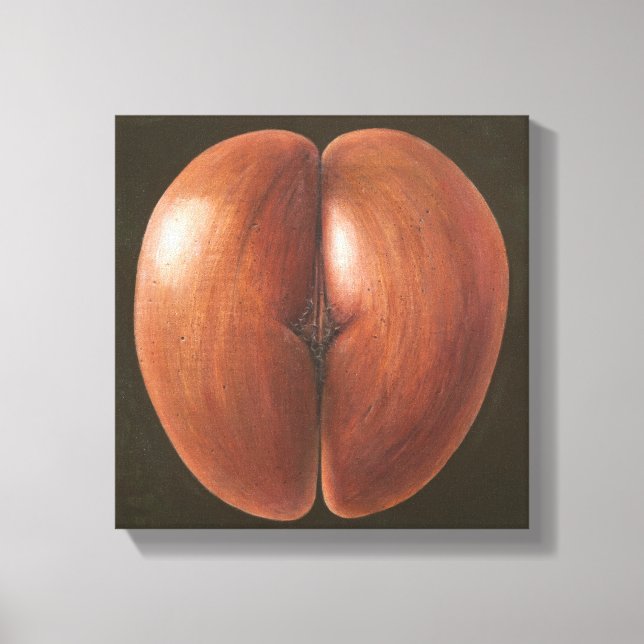 Coco de Mer Maldives 2012 Canvas Print (Front)