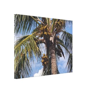 COCO PALM CANVAS PRINT