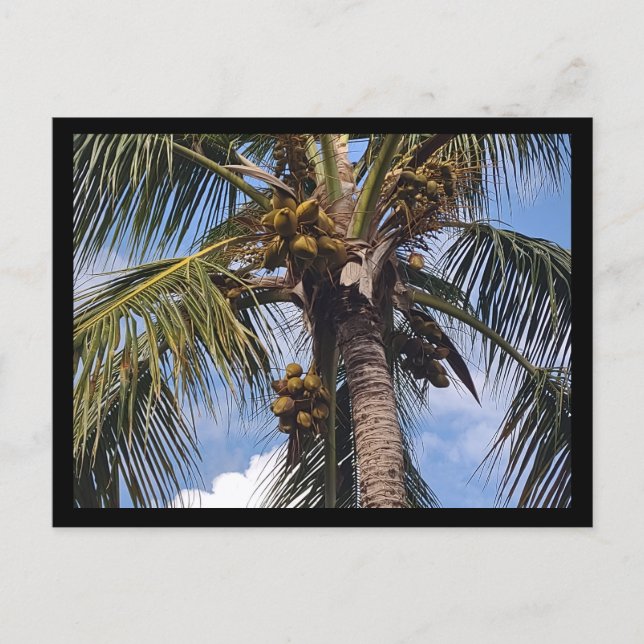COCO PALM POSTCARD (Front)