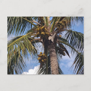 COCO PALM POSTCARD