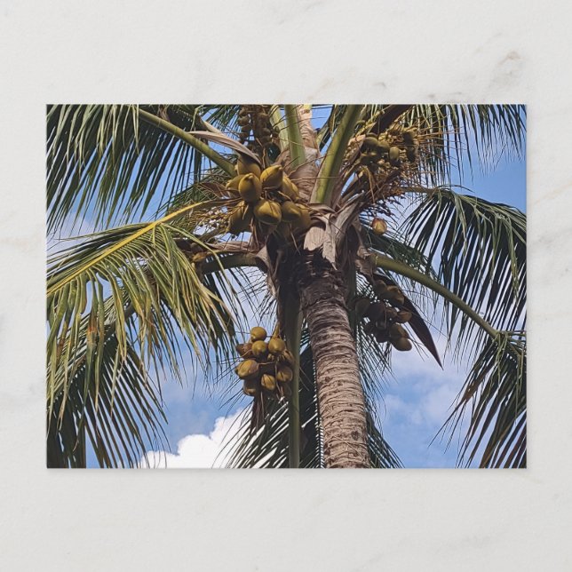 COCO PALM POSTCARD (Front)