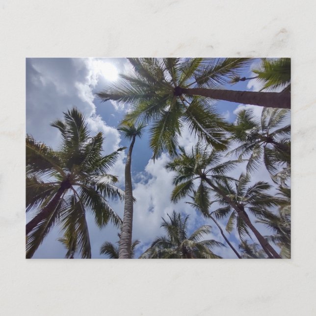 COCO PALMS #2 Postcard (Front)
