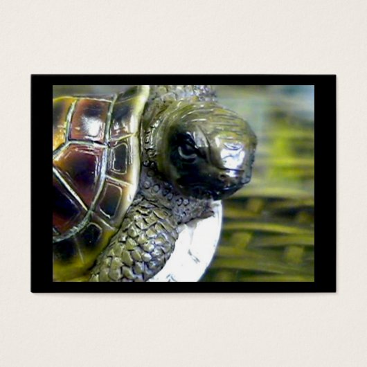 Cocoa Beach Fl Turtle Egg Art1 jGibney ACT-Open Ed (Front)