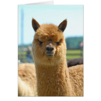 Cocoa Brown Cards