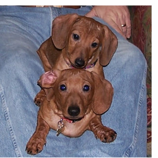 Cocoa & Nutmeg Statuette