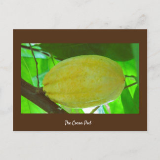 Cocoa Pod Postcard