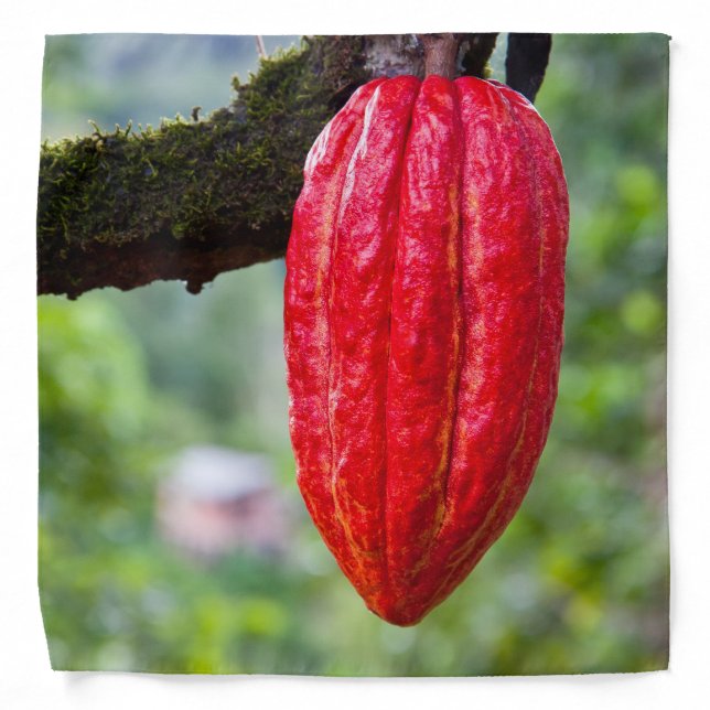cocoa pod red bandana (Front)