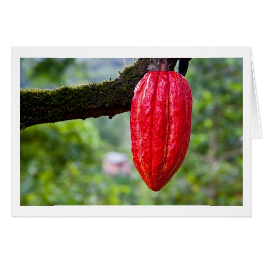 cocoa pod red cards (Front Horizontal)