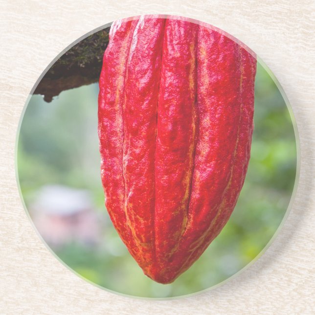 cocoa pod red drink coaster (Front)