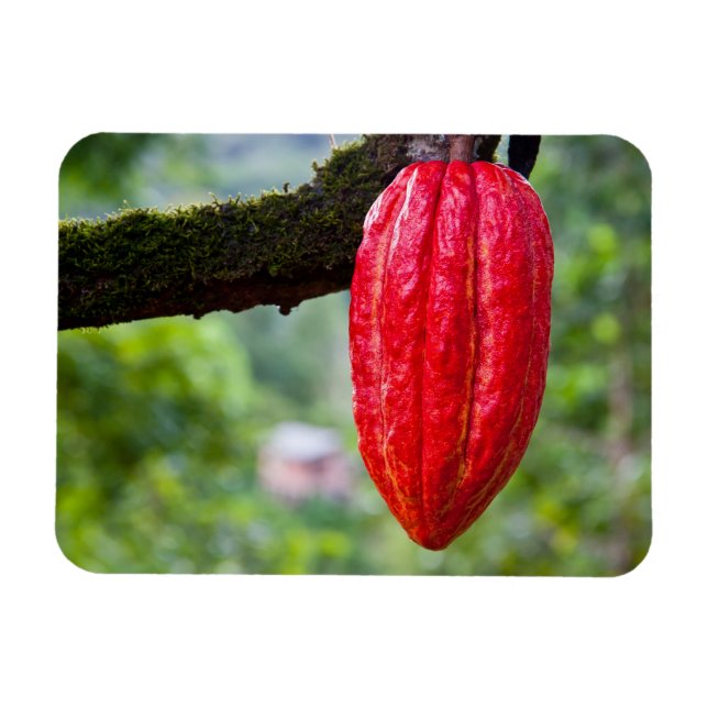 cocoa pod red magnet (Horizontal)