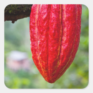 cocoa pod red square sticker