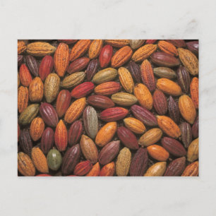 Cocoa pods postcard