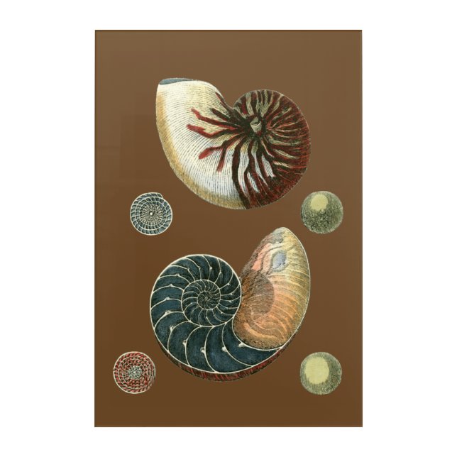 Cocoa Shell Acrylic Print (Front)
