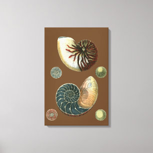 Cocoa Shell Canvas Print