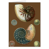 Cocoa Shell Cards (Front)