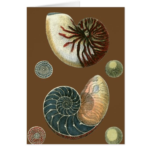 Cocoa Shell Cards (Front)