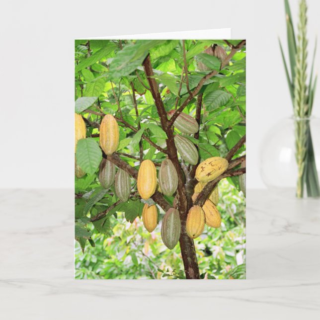 Cocoa tree card (Front)