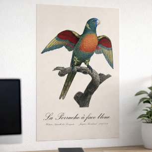 Coconut Lorikeet, Trichoglossus haematodus Poster