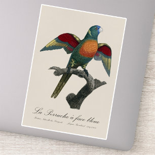 Coconut Lorikeet, Trichoglossus haematodus Sticker