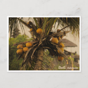 Coconut Palm, Bali Indonesia - Travel Postcard