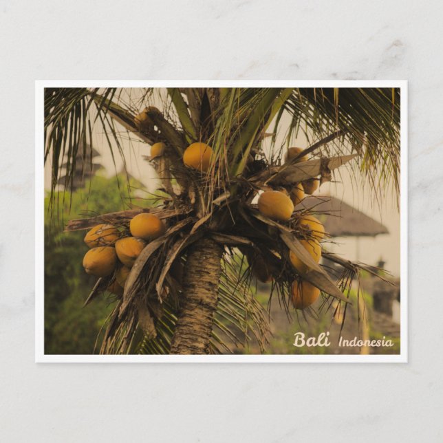 Coconut Palm, Bali Indonesia - Travel Postcard (Front)