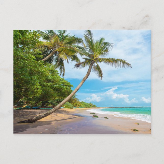 Coconut Palm, Mirissa Beach | Sri Lanka Postcard (Front)