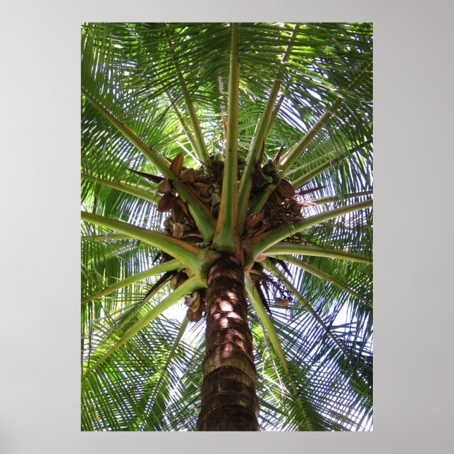Coconut Palm Poster (Front)