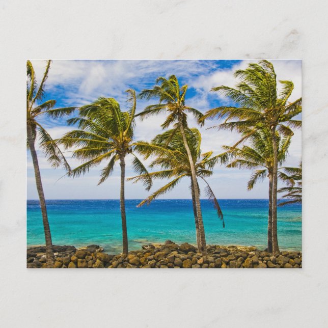 Coconut palm trees (Cocos nucifera) swaying in Postcard (Front)