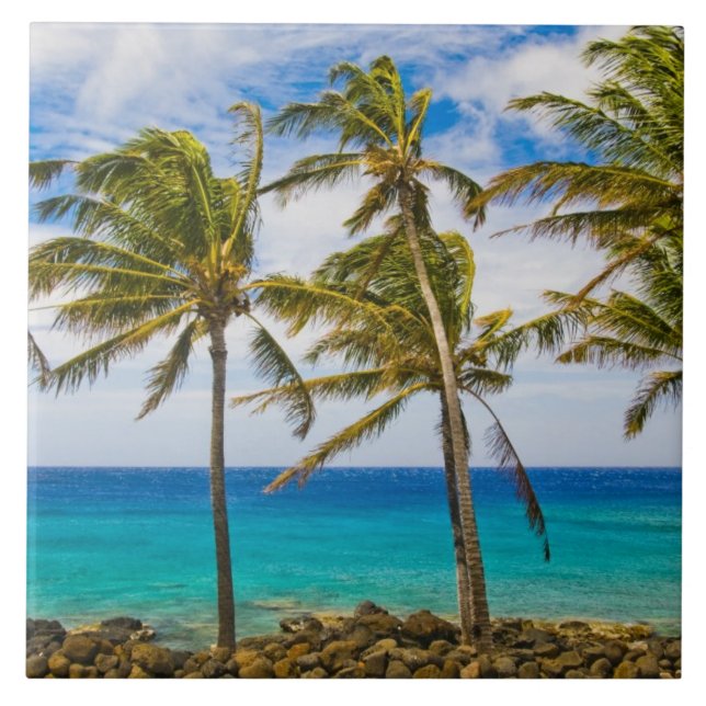 Coconut palm trees (Cocos nucifera) swaying in Tile (Front)